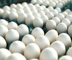 Fornecedores de ovos – Onde comprar ovo para revender